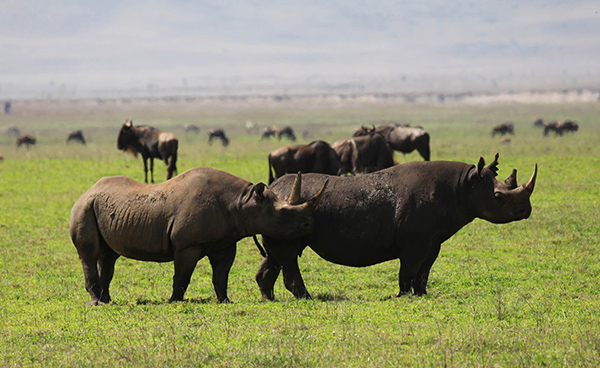 3 Days Safari Tarangire & Ngorongoro