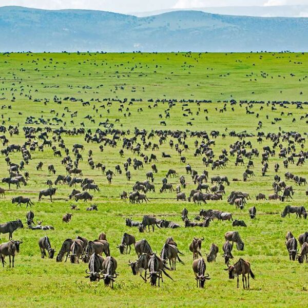 Wildebeest on the Plains of the Serengeti National Park